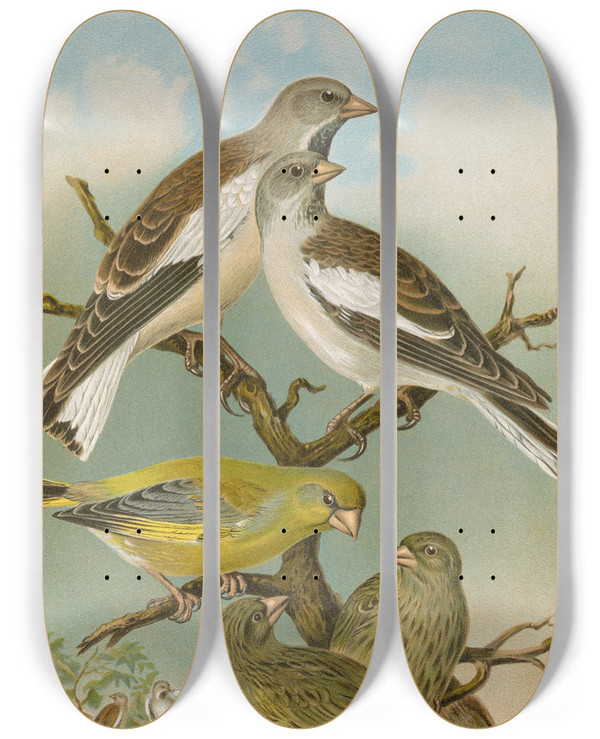 Triptych art skateboard deck of Johann Friedrich Naumann Fringilla Nivalis Chloris Chloris by Johann Friedrich Naumann (1780-1857)