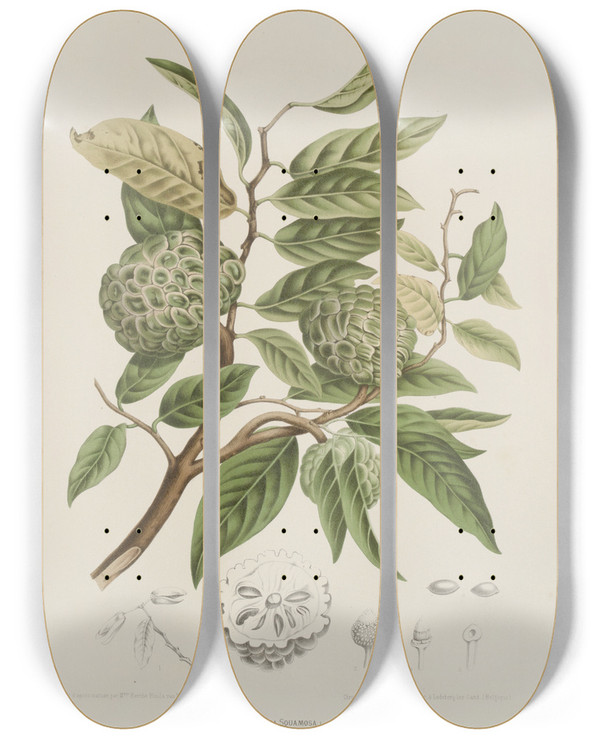 Triptych art skateboard deck of Berthe Hoola Van Nooten Fleurs Fruits Et Feuillages Choisis De Lille De Java Pl19 by Berthe Hoola Van Nooten (1817-1892)