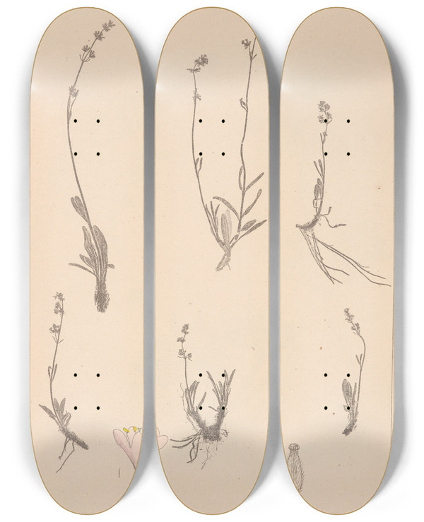 Triptych art skateboard deck of Louis Antoine Cusin Herbier De La Flore Franaise Pl0689 by Louis Antoine Cusin (1824-1901)