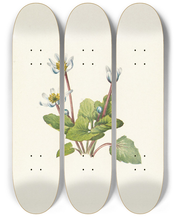 Triptych art skateboard deck of Mary Vaux Walcott Elkslip Caltha Leptosepala by Mary Vaux Walcott (1860-1940)