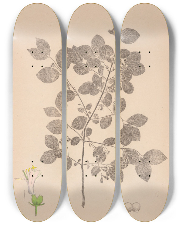 Triptych art skateboard deck of Louis Antoine Cusin Herbier De La Flore Franaise Pl0578 by Louis Antoine Cusin (1824-1901)