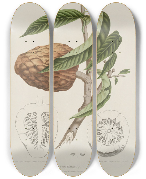 Triptych art skateboard deck of Berthe Hoola Van Nooten Fleurs Fruits Et Feuillages Choisis De Lille De Java Pl20 by Berthe Hoola Van Nooten (1817-1892)