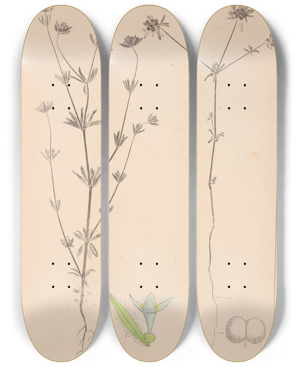 Triptych art skateboard deck of Louis Antoine Cusin Herbier De La Flore Franaise Pl0669 by Louis Antoine Cusin (1824-1901)
