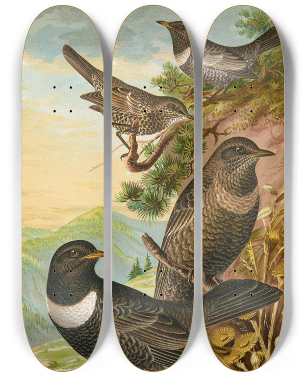 Triptych art skateboard deck of Johann Friedrich Naumann Turdus Torquatus by Johann Friedrich Naumann (1780-1857)