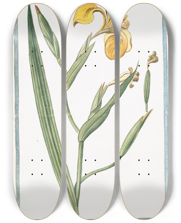 Triptych art skateboard deck of Giorgio Bonelli Iris Palustris Lutea Sive Acorus Adulterinus Acoro Falso Liris Ou Flambe Yellow Giglio by Giorgio Bonelli (1742-1782)
