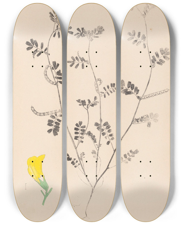 Triptych art skateboard deck of Louis Antoine Cusin Herbier De La Flore Franaise Pl0547 by Louis Antoine Cusin (1824-1901)
