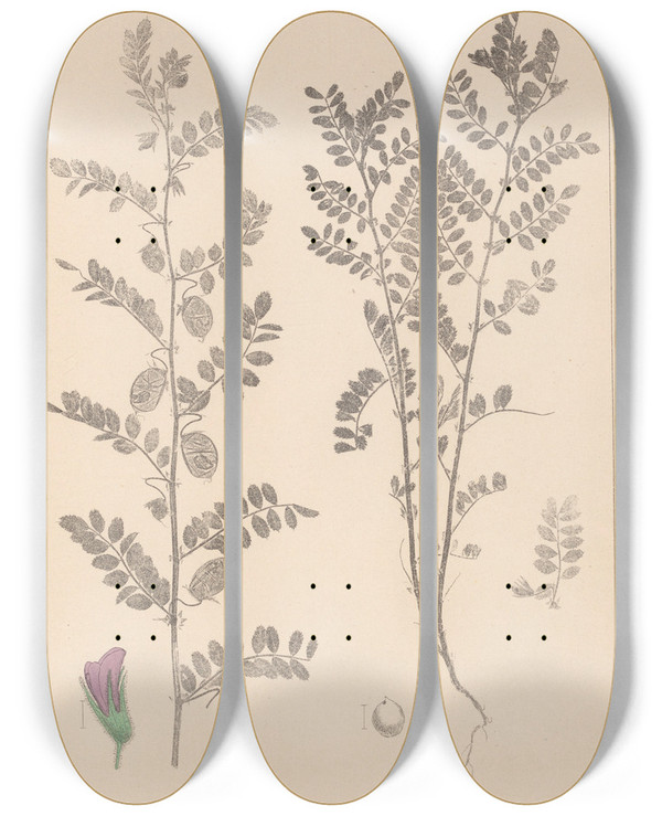 Triptych art skateboard deck of Louis Antoine Cusin Herbier De La Flore Franaise Pl0490 by Louis Antoine Cusin (1824-1901)