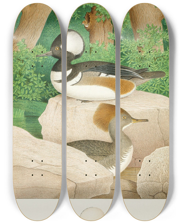 Triptych art skateboard deck of Edwin L Sheppard Hooded Sheldrake by Edwin L Sheppard (1904)