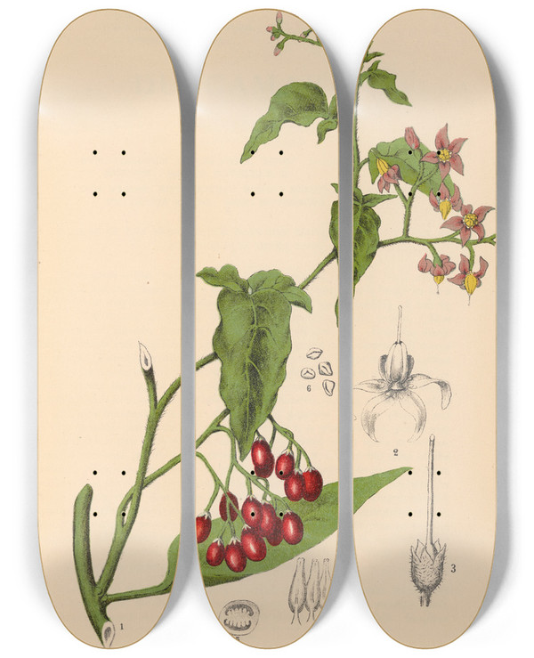 Triptych art skateboard deck of Charles Frederick Millspaugh Medicinal Plants Pl018 by Charles Frederick Millspaugh (1854-1923)