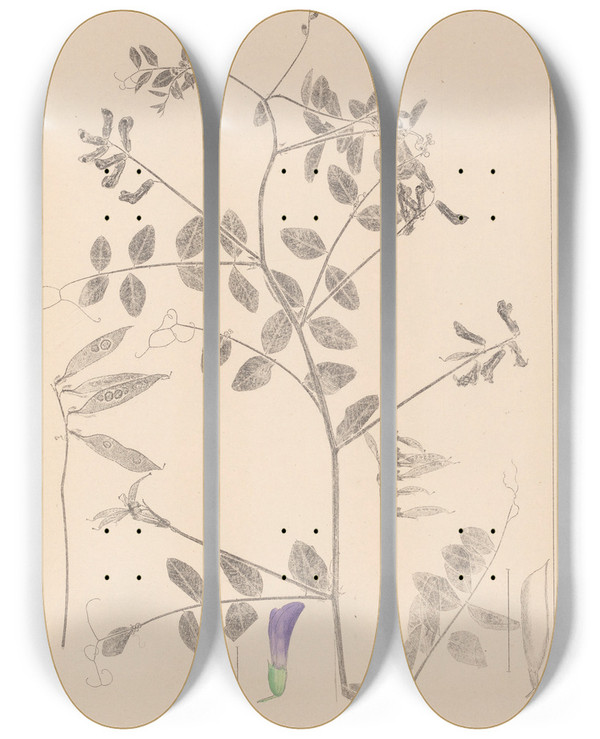 Triptych art skateboard deck of Louis Antoine Cusin Herbier De La Flore Franaise Pl0467 by Louis Antoine Cusin (1824-1901)