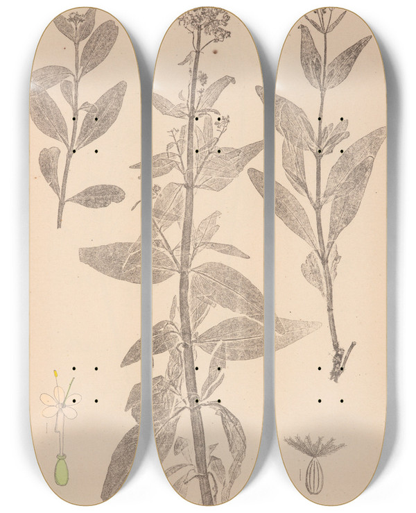 Triptych art skateboard deck of Louis Antoine Cusin Herbier De La Flore Franaise Pl0676 by Louis Antoine Cusin (1824-1901)