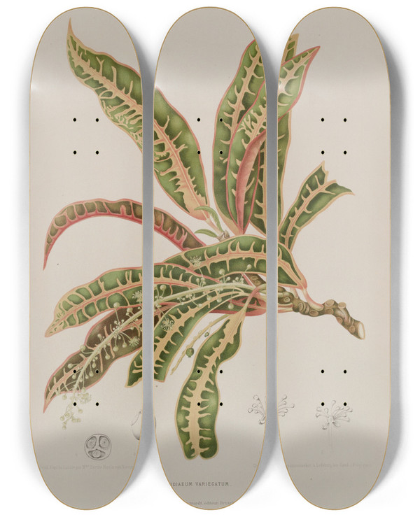 Triptych art skateboard deck of Berthe Hoola Van Nooten Fleurs Fruits Et Feuillages Choisis De Lille De Java Pl01 by Berthe Hoola Van Nooten (1817-1892)