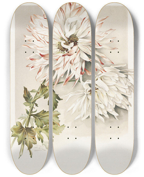 Triptych art skateboard deck of Sidney Thomas Callowhill Chrysanthemums by Sidney Thomas Callowhill (1867-1939)