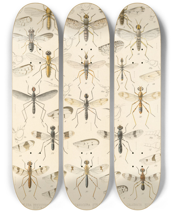 Triptych art skateboard deck of Frederick Ducane Godman Insecta Diptera Pl 17 by Frederick Ducane Godman (1834-1919)