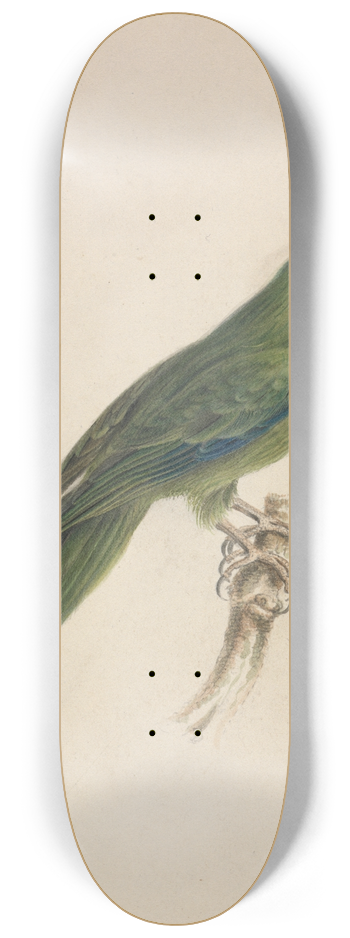 James de Carle Sowerby - A Parrot 8.25 inch art skate deck