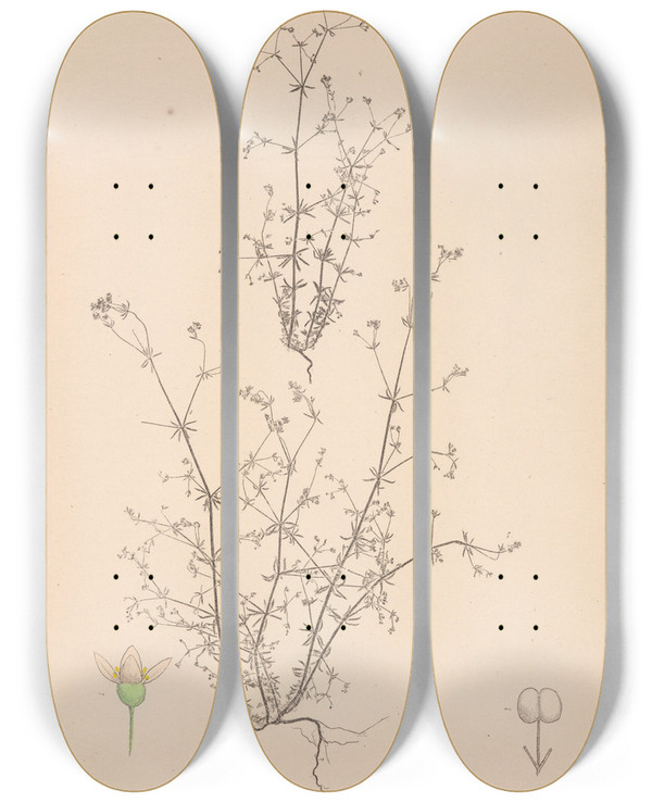 Triptych art skateboard deck of Louis Antoine Cusin Herbier De La Flore Franaise Pl0644 by Louis Antoine Cusin (1824-1901)