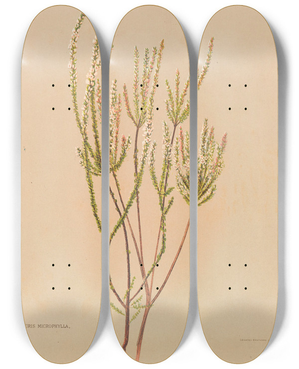 Triptych art skateboard deck of Georgina Burne Hetley Epacris Microphylla by Georgina Burne Hetley (1832-1898)