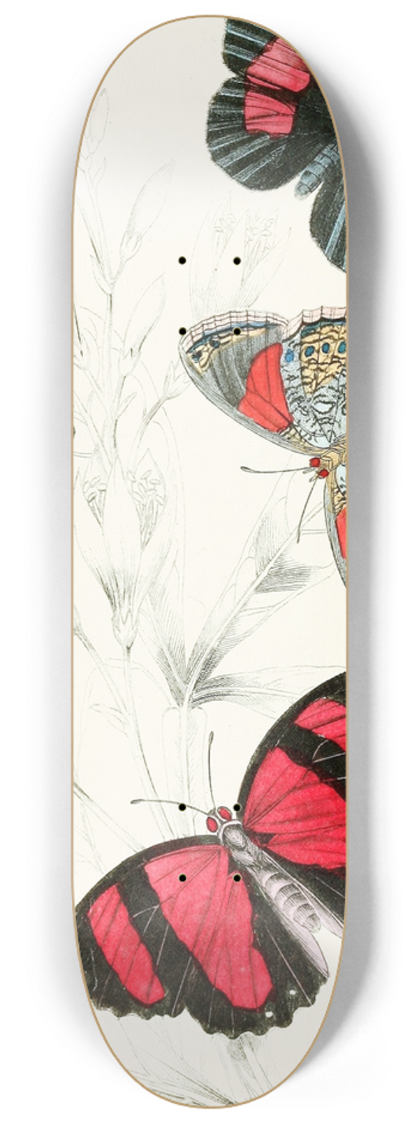 James Duncan - Catagramma Condomanus, Catagramma Pyramus 8.25 inch art skate deck