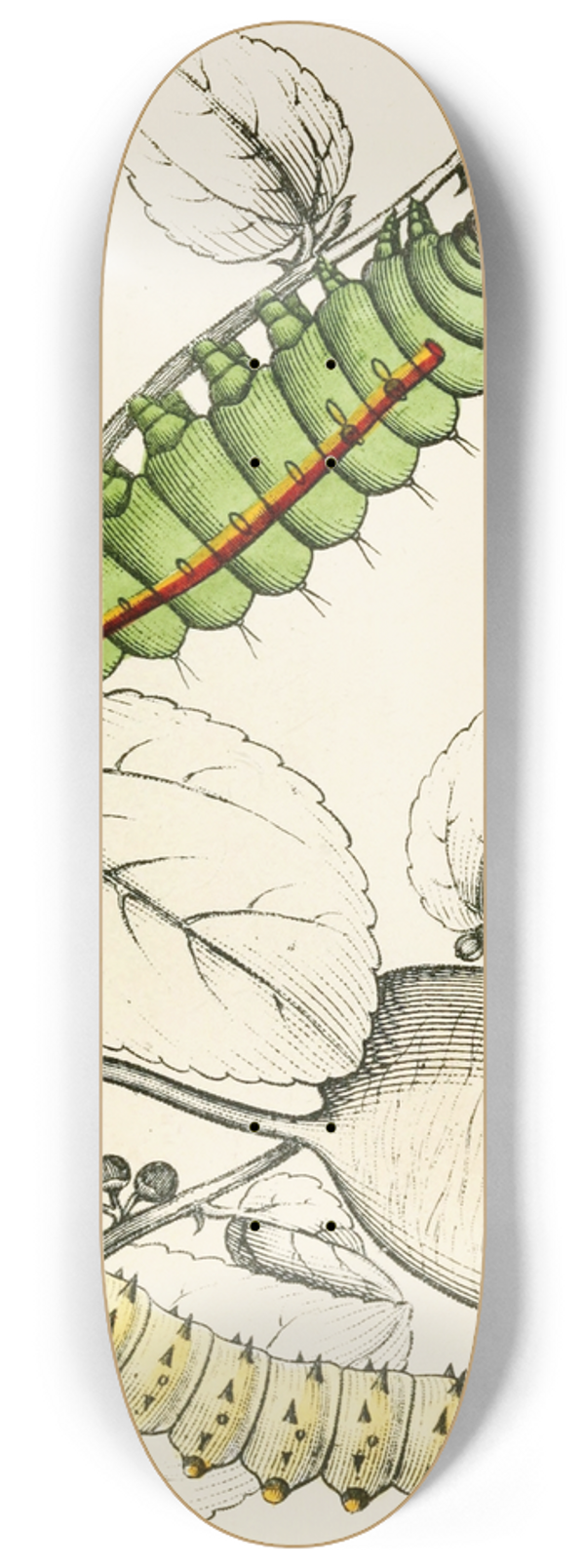 James Duncan - Caterpillar of Saturnia Cynthia, Saturnia Mylitta 8.25 inch art skate deck