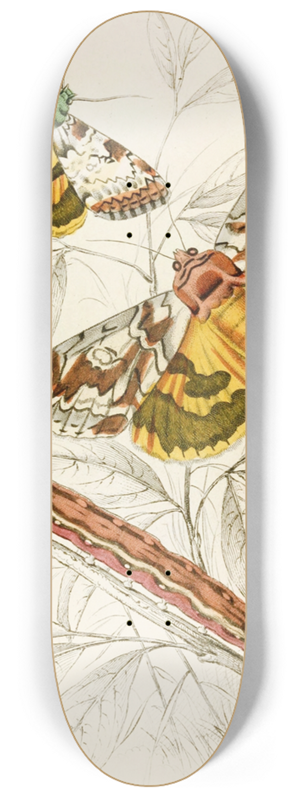 James Duncan - Catochala neogama, Catochala amesia 8.25 inch art skate deck