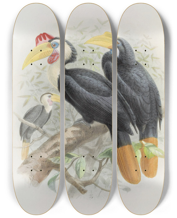 Triptych art skateboard deck of Daniel Giraud Elliot Cranorrhinus Corrugatus by Daniel Giraud Elliot (1835-1915)