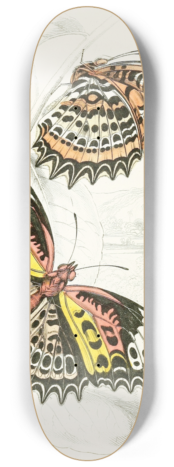 James Duncan - Cethosia Cyane 8.25 inch art skate deck