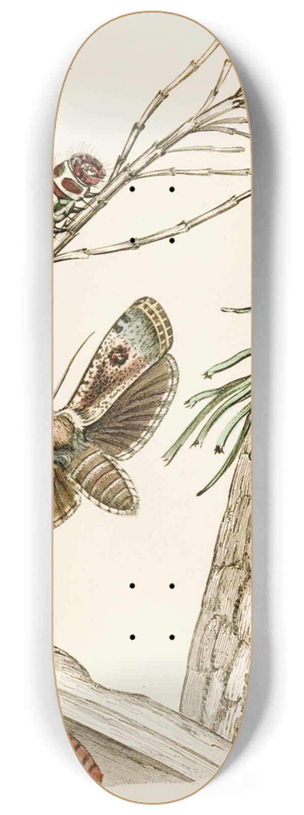 James Duncan - Cryptophasa irrorata 8.25 inch art skate deck