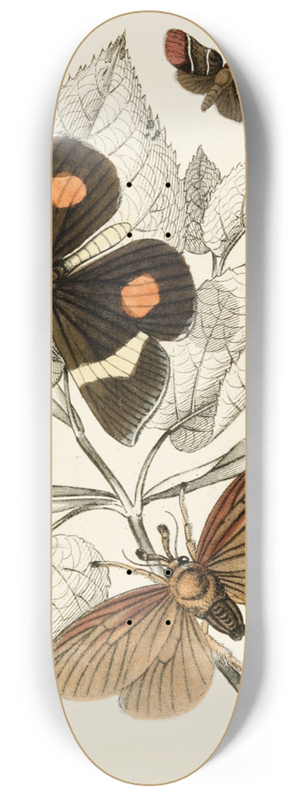 James Duncan - Epidesmia tricolor, Scopelodes unicolor, Tortrix Crameriana 8.25 inch art skate deck