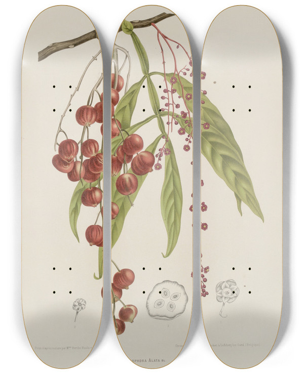 Triptych art skateboard deck of Berthe Hoola Van Nooten Fleurs Fruits Et Feuillages Choisis De Lille De Java Pl12 by Berthe Hoola Van Nooten (1817-1892)