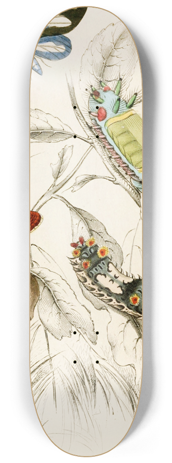 James Duncan - Limacodes Micilia, Doratifera vulnerans 8.25 inch art skate deck