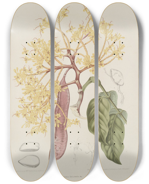 Triptych art skateboard deck of Berthe Hoola Van Nooten Fleurs Fruits Et Feuillages Choisis De Lille De Java Pl10 by Berthe Hoola Van Nooten (1817-1892)