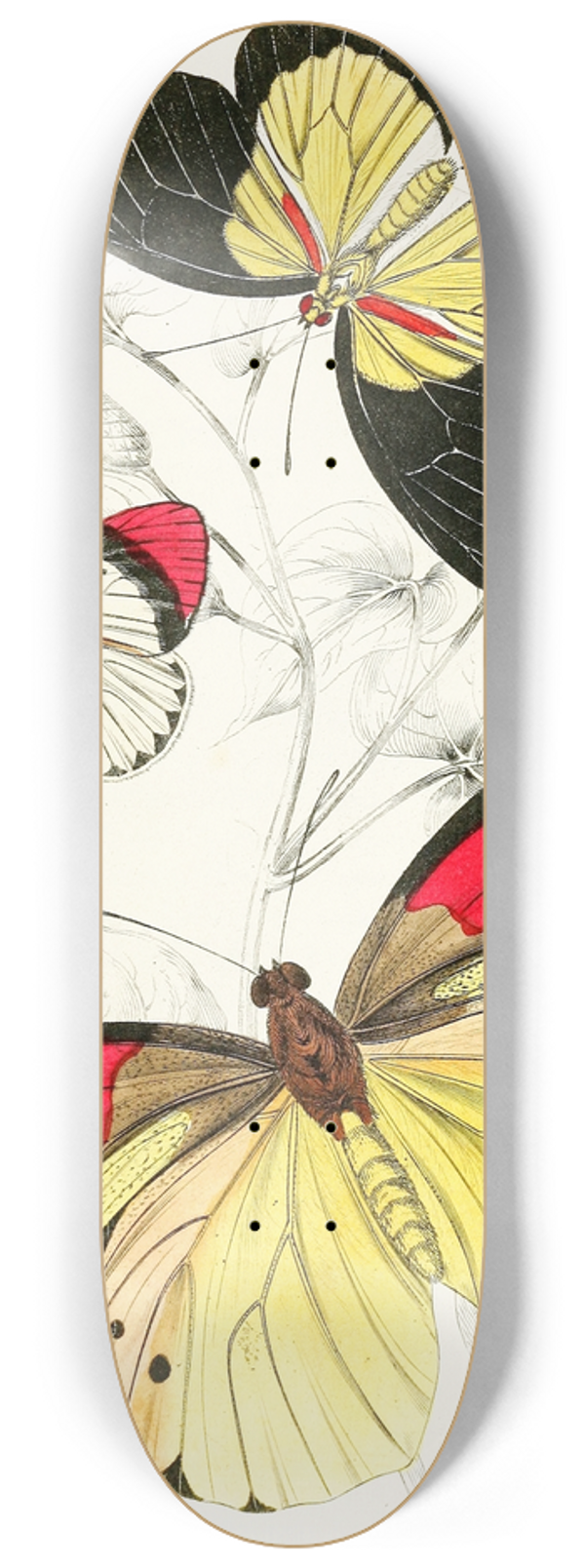 James Duncan - Pieris Belisama,Anthocharis Danai,Iphias Leucippe 8.25 inch art skate deck