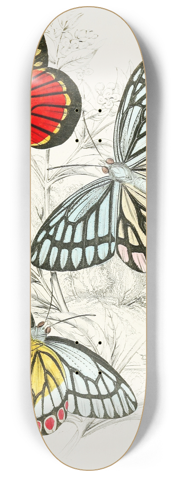 James Duncan - Pieris Epicharis, Pieris Philyra 8.25 inch art skate deck