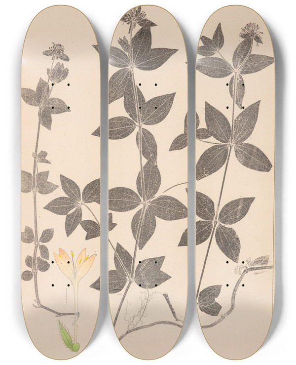 Triptych art skateboard deck of Louis Antoine Cusin Herbier De La Flore Franaise Pl0668 by Louis Antoine Cusin (1824-1901)