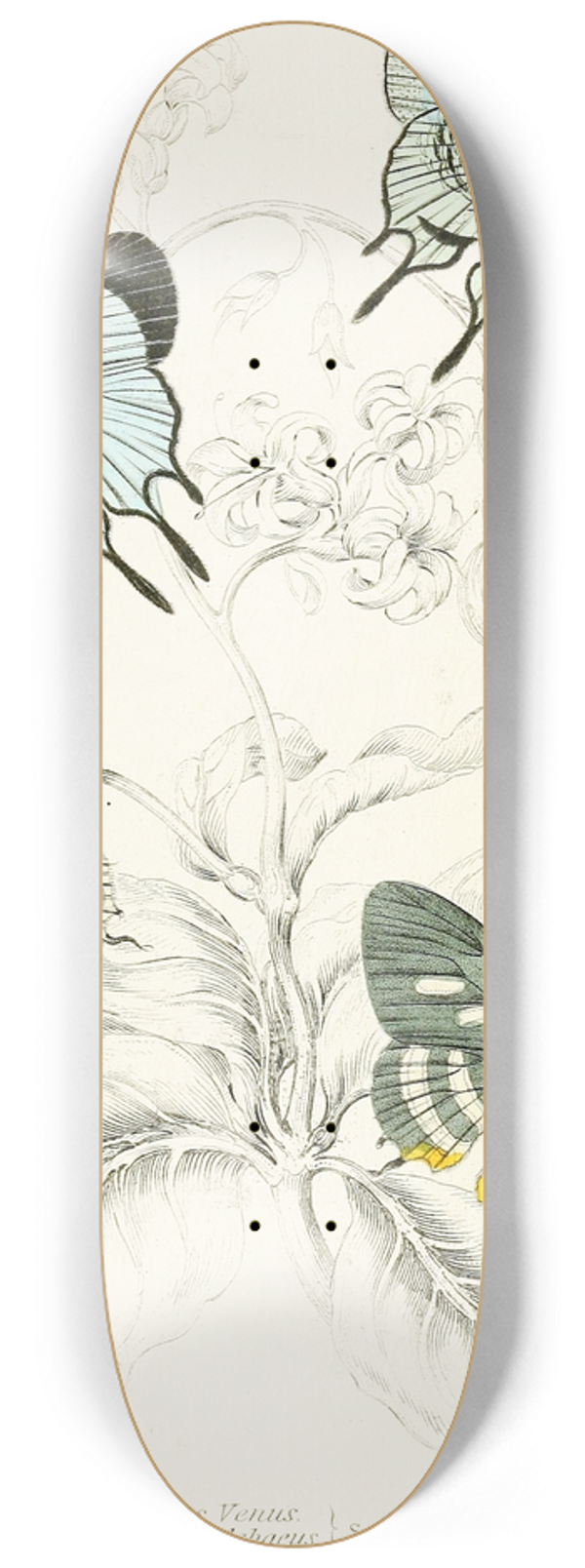 James Duncan - Polyommatus Venus, Polyommatus Achaeus 8.25 inch art skate deck