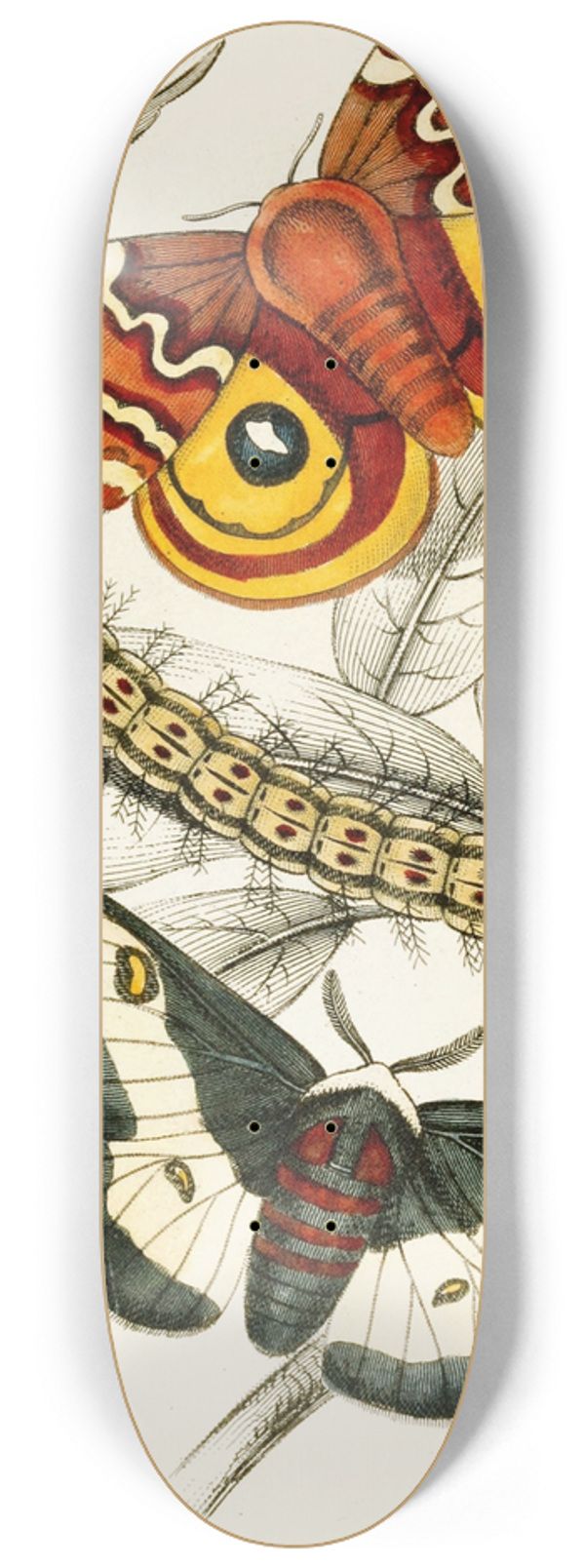 James Duncan - Saturnia Maia, Aglia Io 8.25 inch art skate deck