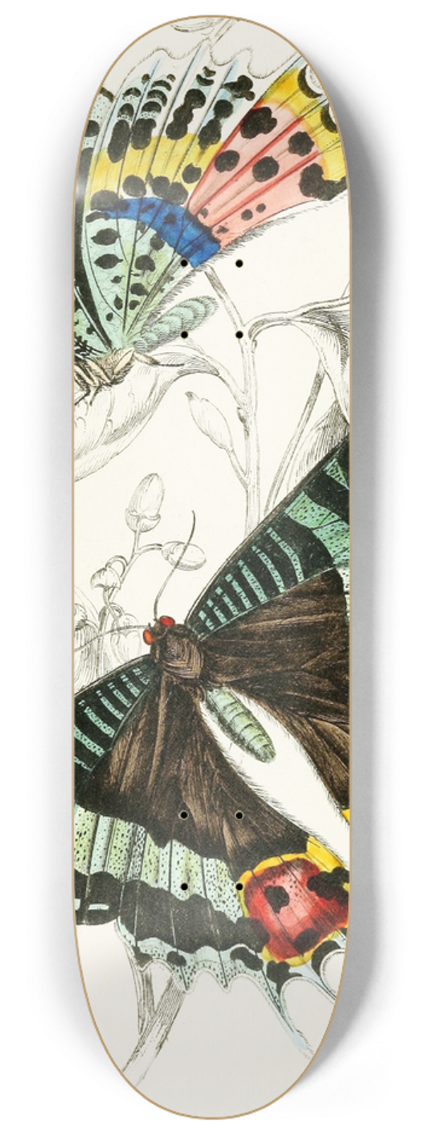 James Duncan - Thaliura Rhipheus 8.25 inch art skate deck