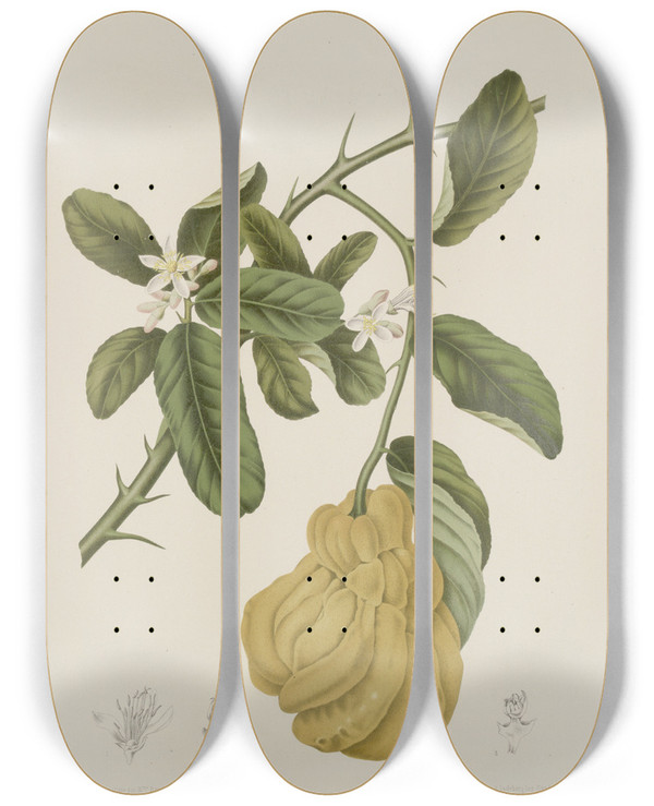 Triptych art skateboard deck of Berthe Hoola Van Nooten Fleurs Fruits Et Feuillages Choisis De Lille De Java Pl23 by Berthe Hoola Van Nooten (1817-1892)