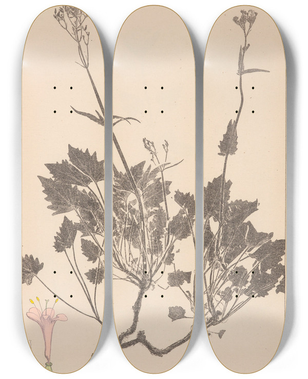 Triptych art skateboard deck of Louis Antoine Cusin Herbier De La Flore Franaise Pl0685 by Louis Antoine Cusin (1824-1901)