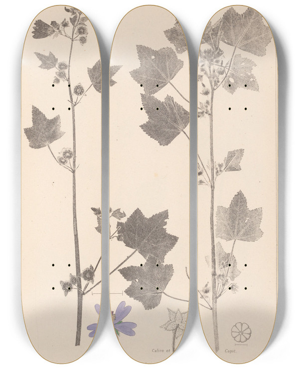 Triptych art skateboard deck of Louis Antoine Cusin Herbier De La Flore Franaise Pl0046 by Louis Antoine Cusin (1824-1901)