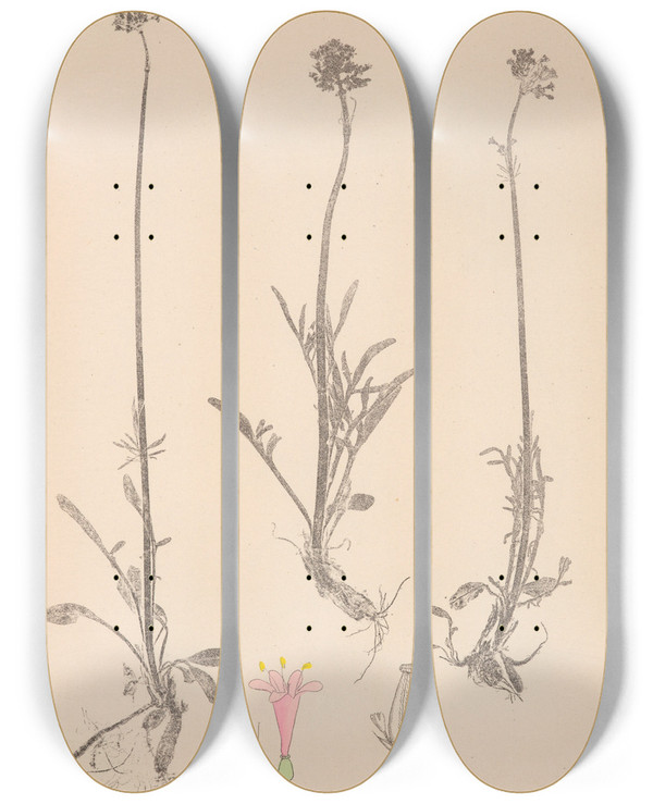 Triptych art skateboard deck of Louis Antoine Cusin Herbier De La Flore Franaise Pl0683 by Louis Antoine Cusin (1824-1901)