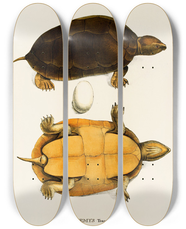 Triptych art skateboard deck of Johann Baptist Von Spix Emys Tracaxa by Johann Baptist Von Spix (1781-1826)
