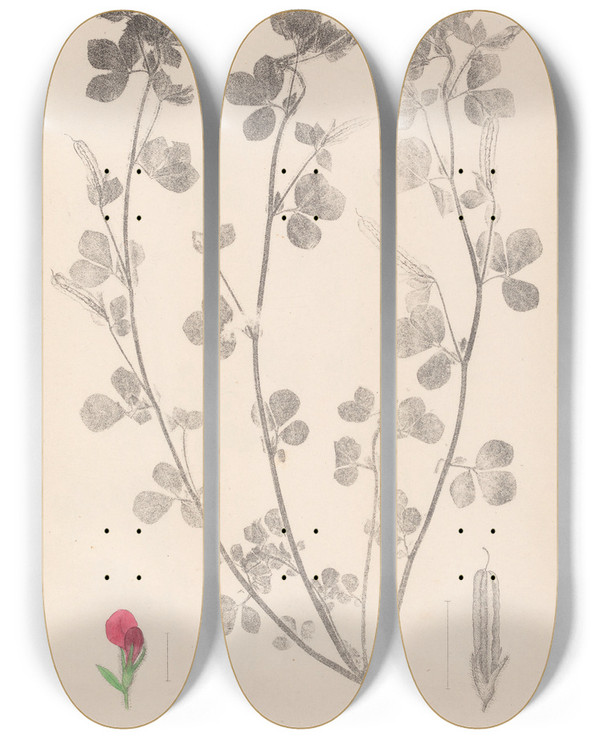 Triptych art skateboard deck of Louis Antoine Cusin Herbier De La Flore Franaise Pl0380 by Louis Antoine Cusin (1824-1901)