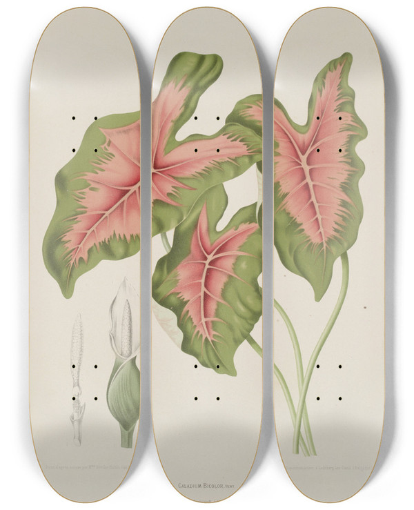 Triptych art skateboard deck of Berthe Hoola Van Nooten Fleurs Fruits Et Feuillages Choisis De Lille De Java Pl09 by Berthe Hoola Van Nooten (1817-1892)
