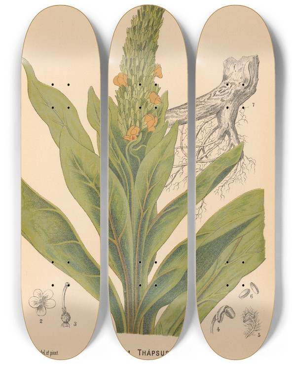 Triptych art skateboard deck of Charles Frederick Millspaugh Medicinal Plants Pl003 by Charles Frederick Millspaugh (1854-1923)