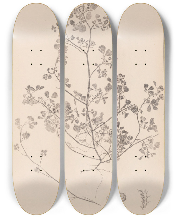Triptych art skateboard deck of Louis Antoine Cusin Herbier De La Flore Franaise Pl0270 by Louis Antoine Cusin (1824-1901)