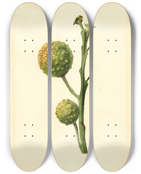 Triptych art skateboard deck of James Marion Shull Citrus Paradisi_4 by James Marion Shull (1872-1948)