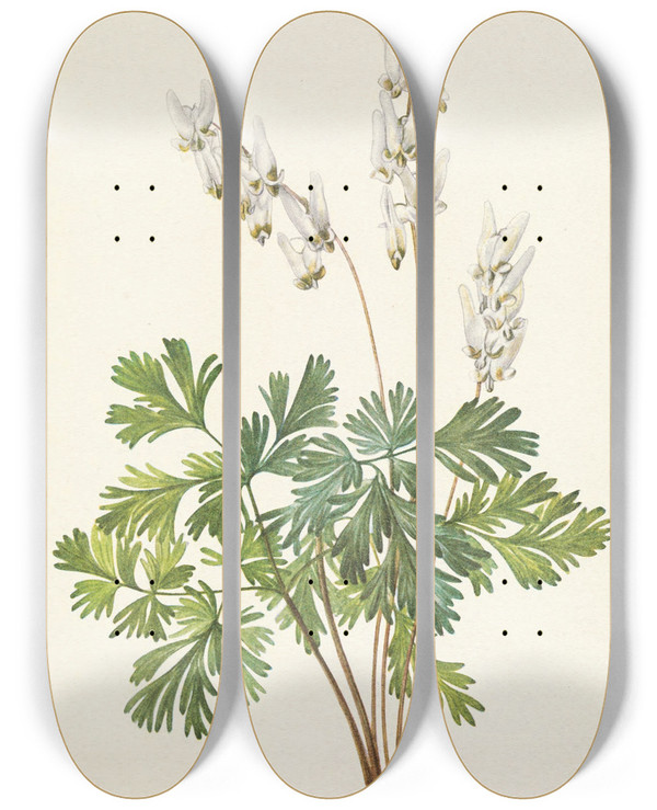 Triptych art skateboard deck of Mary Vaux Walcott Dutchmansbreeches Bikukulla Cucullaria by Mary Vaux Walcott (1860-1940)