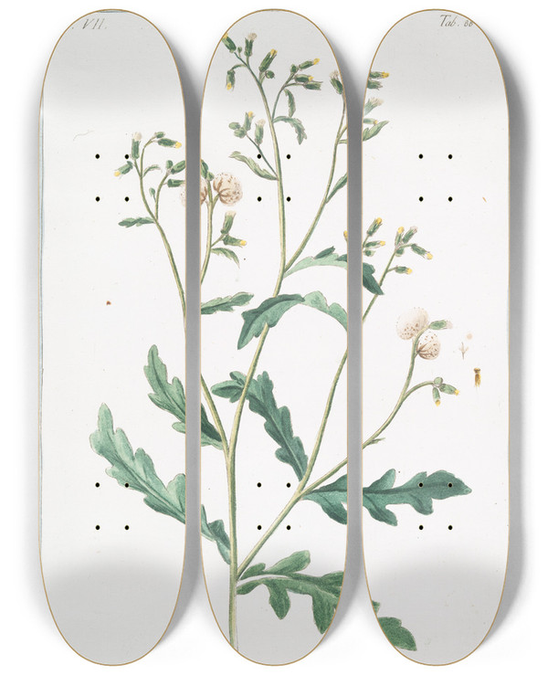 Triptych art skateboard deck of Giorgio Bonelli Senecio Minor Vulgaris Senecio O Cardoncelle Senecon Common Groundsel by Giorgio Bonelli (1742-1782)