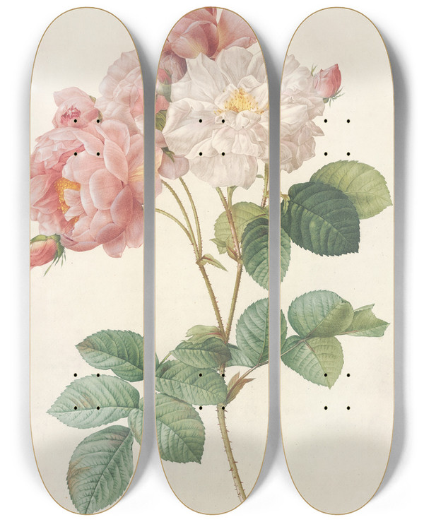 Triptych art skateboard deck of Pierre Joseph Redout Rosa Damascena by Pierre Joseph Redoute (1759-1840)